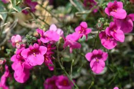 Diascia rose
